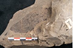 Foto (Detailansicht) von Ficus sagoriana Ettingshausen (NHMW-GEO-2024-0188-7980)